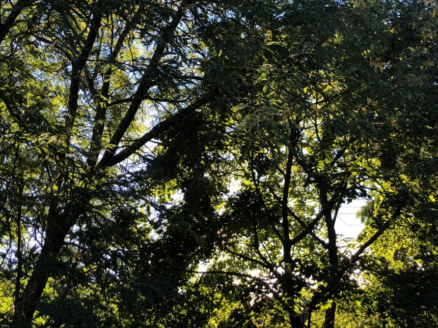 C09956C1-1132-404B-BC4F-EE07AA14523A